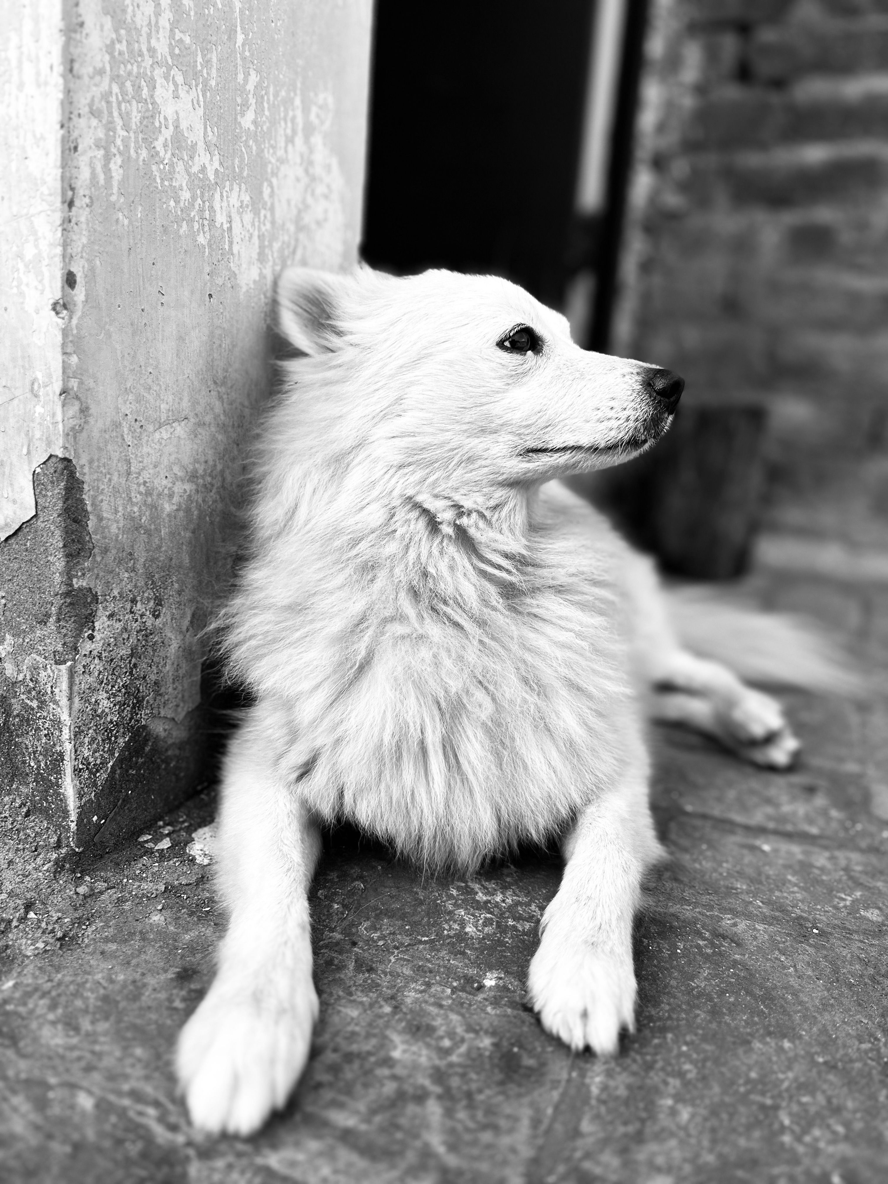 A white dog laying down on the ground near a door · Free Stock Photo