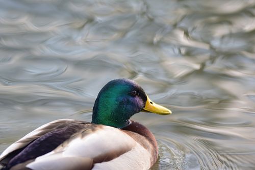 Free A colorful mallard duck swimming in tranquil waters, showing vibrant plumage and reflective water. Stock Photo