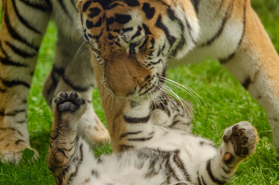 tiger-fortune