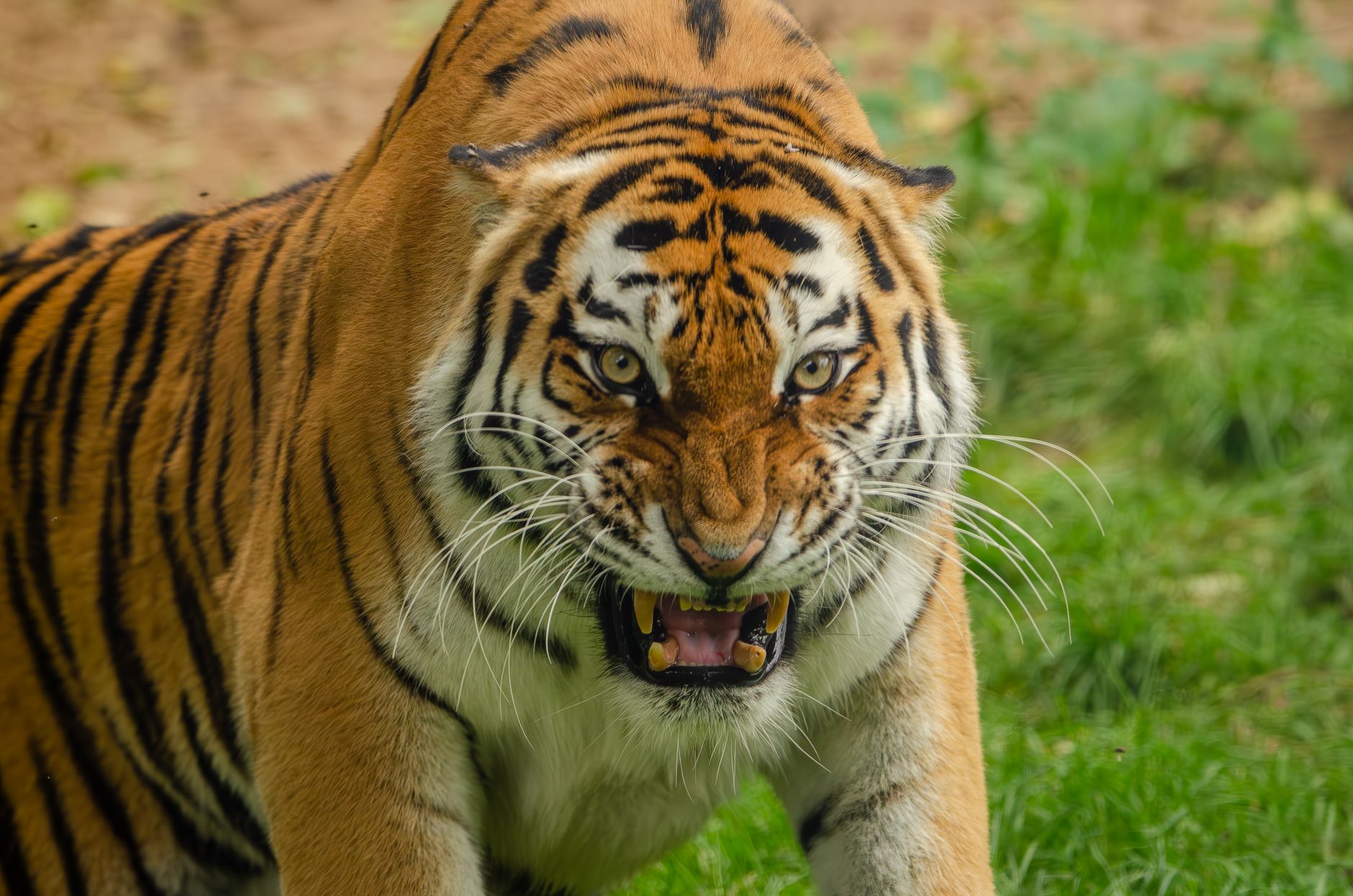 Close-up of a fierce tiger showcasing its powerful stance and majestic stripes.