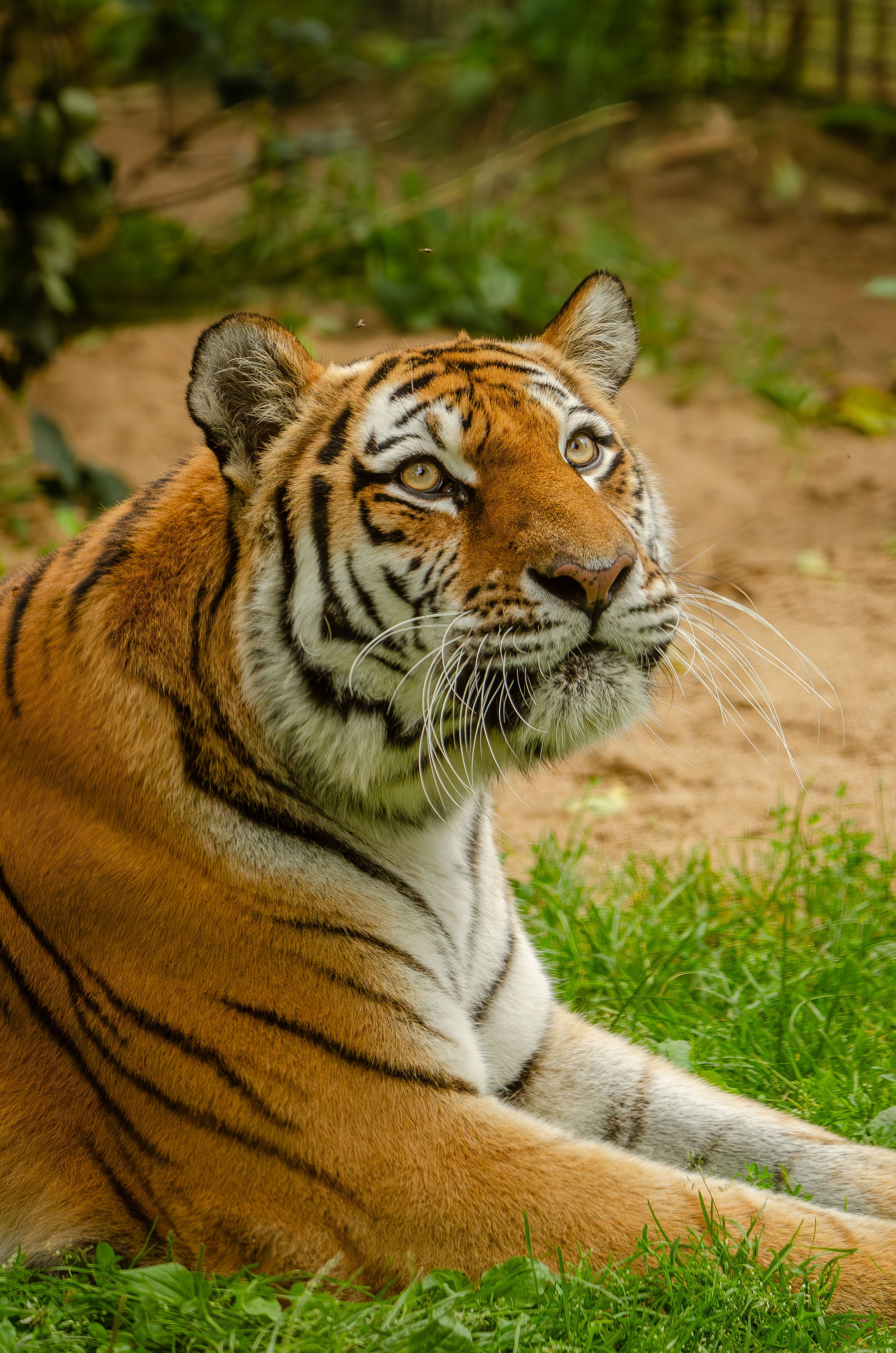 A majestic tiger resting, showcasing its beautiful stripes and piercing eyes in a jungle setting.
