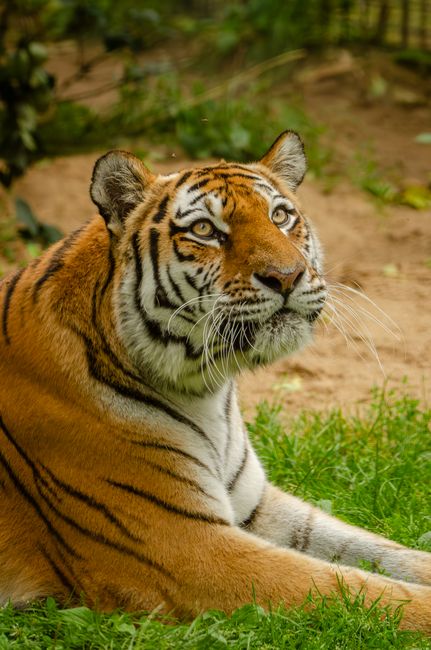 A majestic tiger resting, showcasing its beautiful stripes and piercing eyes in a jungle setting.