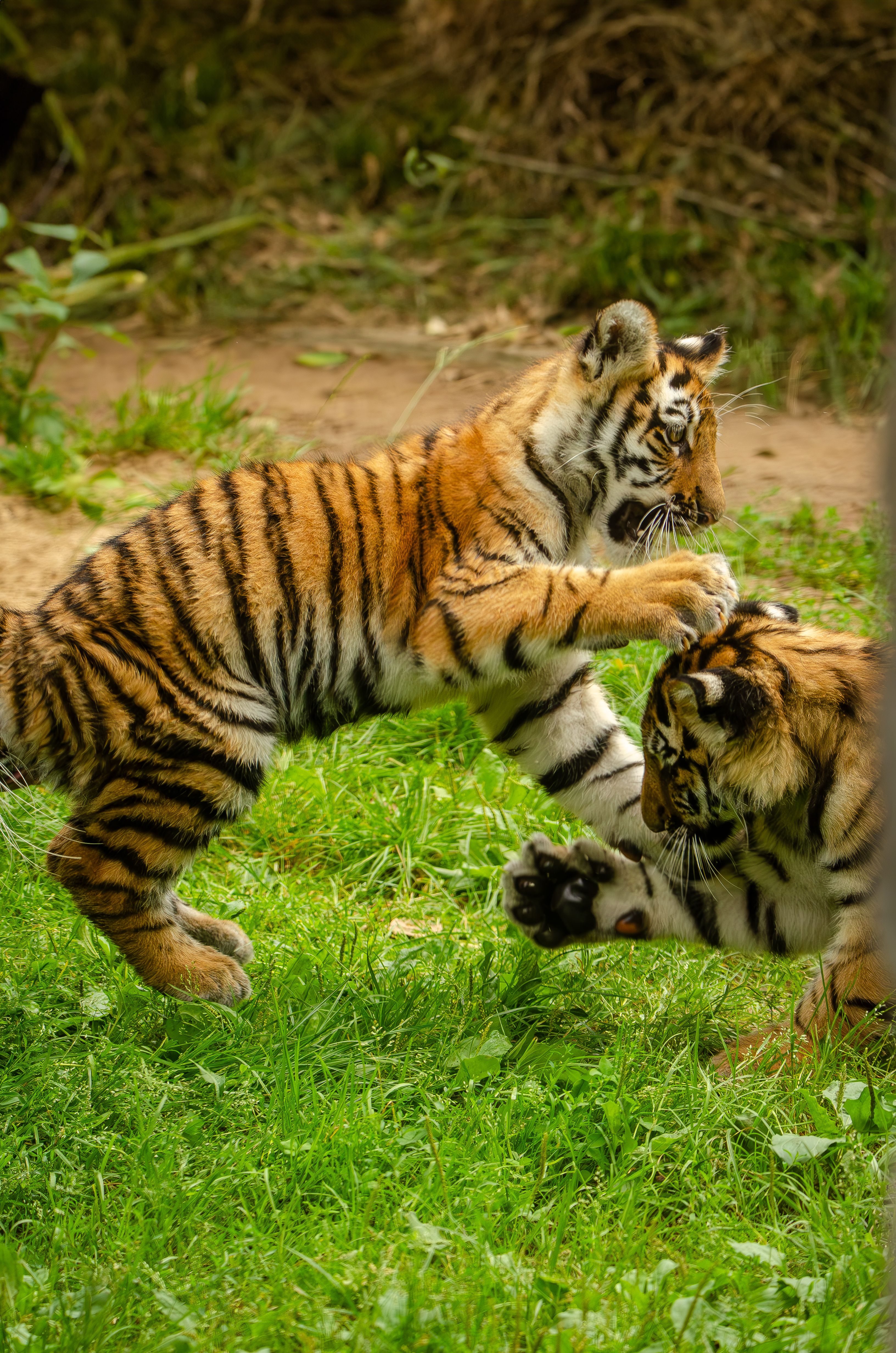 Two tiger cubs playfully wrestling in their lush green habitat, showcasing their natural behavior and beauty.