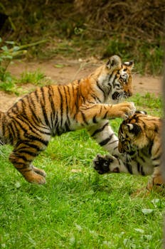 Image by Leon Aschemann