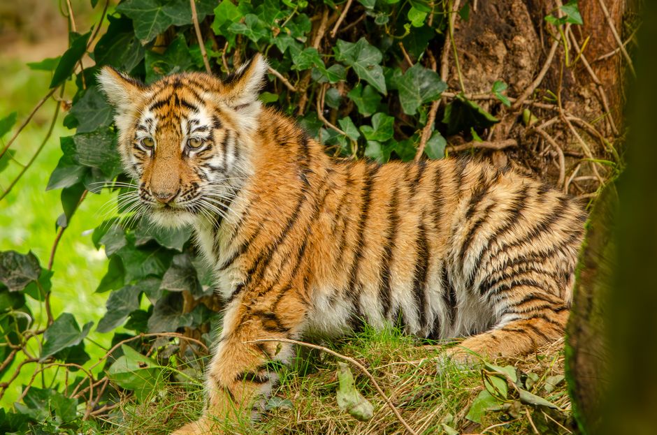 Escaped Tiger Shot by German Police After Attacking Man