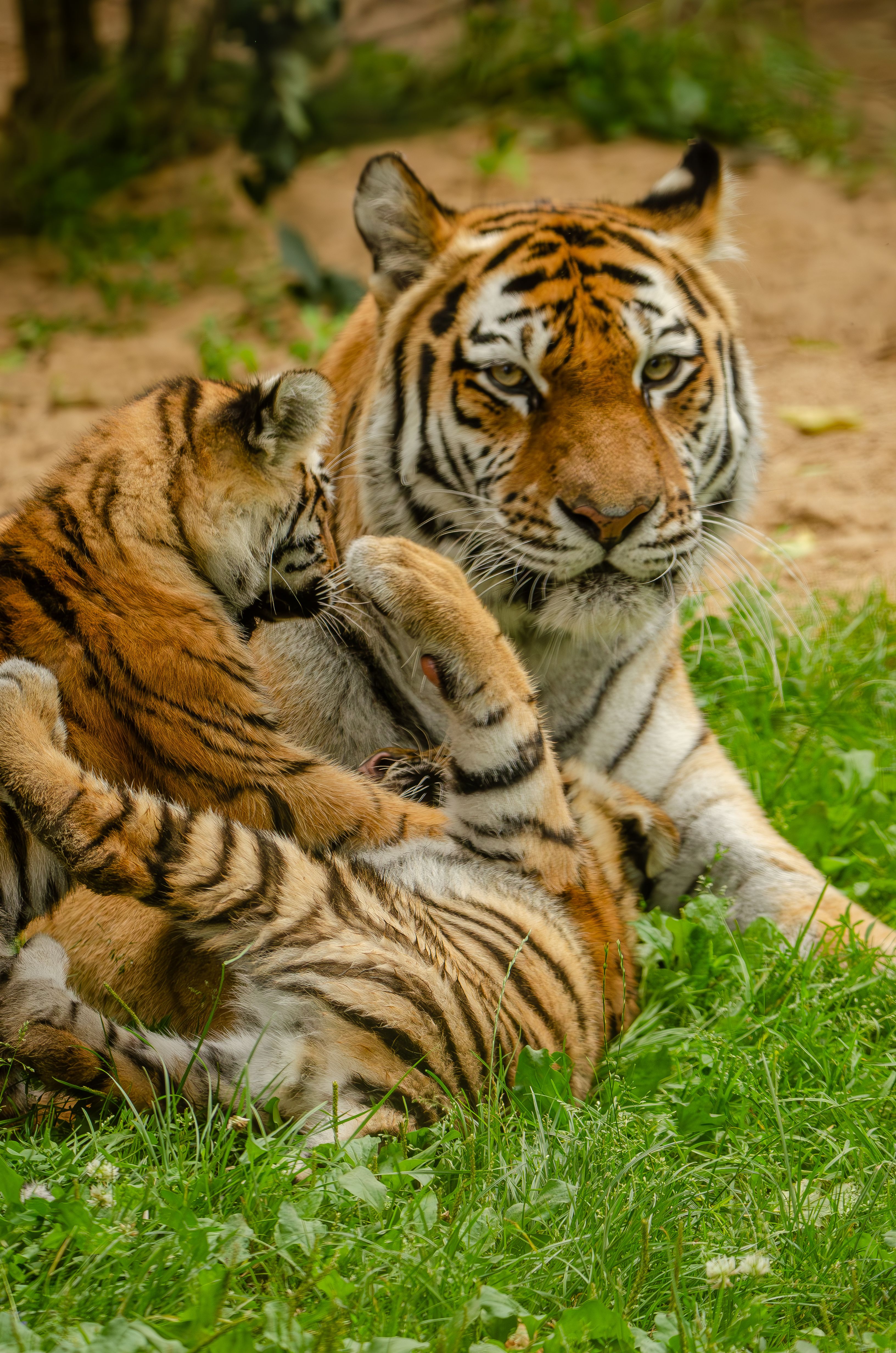 A mother tiger bonding with her playful cubs in a lush, green setting.