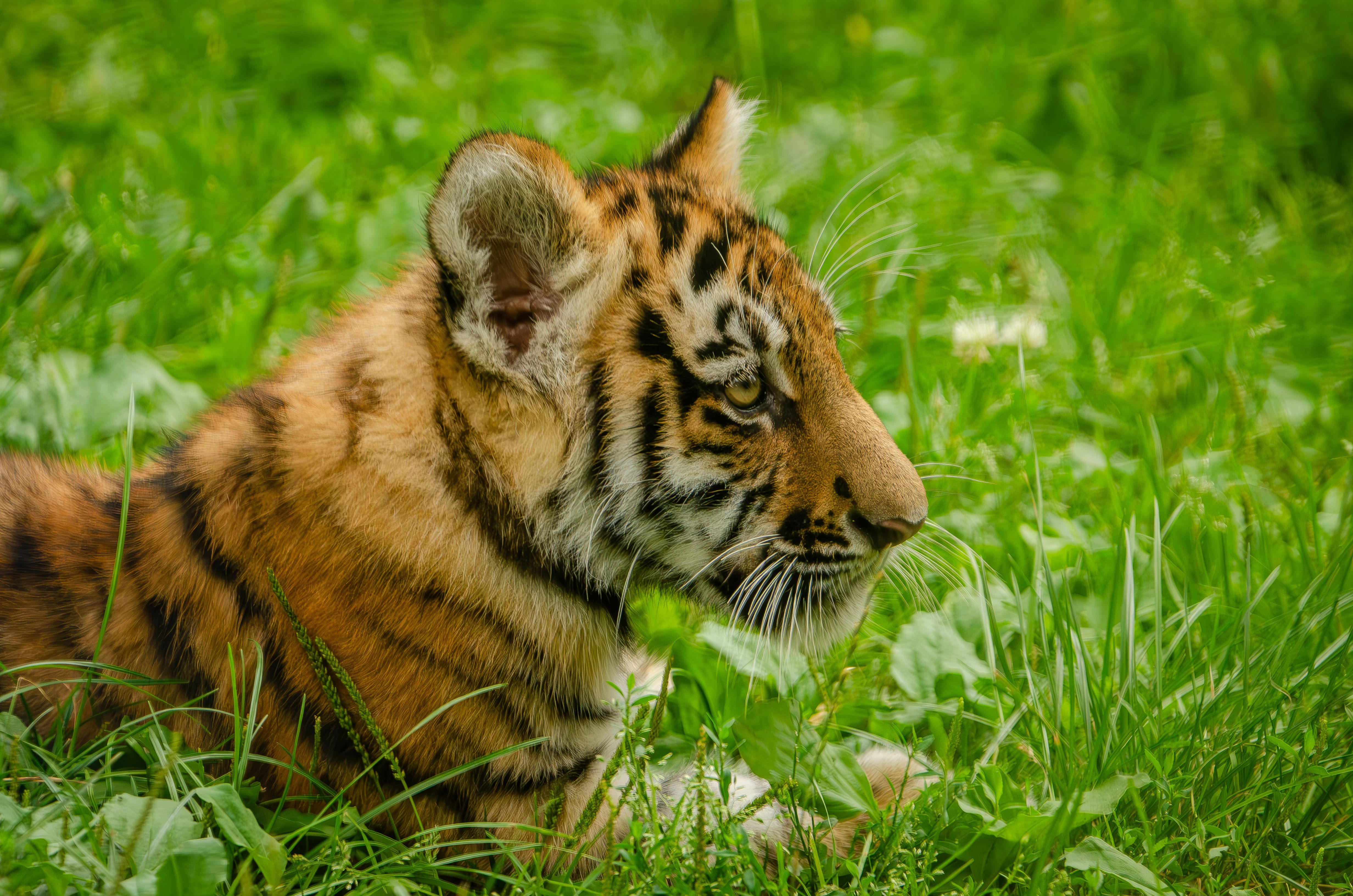 Captivating image of a tiger cub nestled in vibrant green grass, showcasing its majestic stripes.