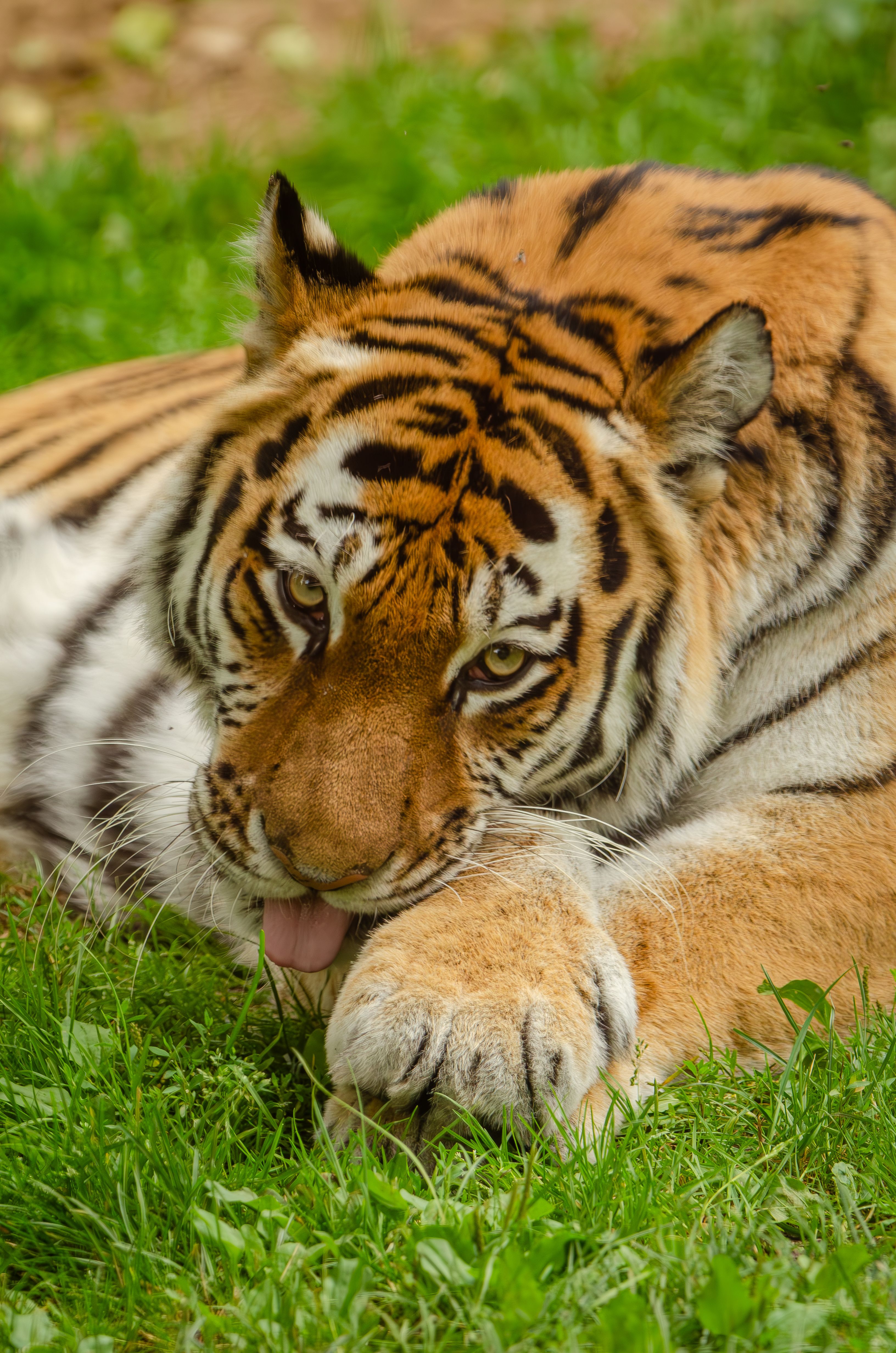 A beautiful tiger rests on green grass, showcasing its majestic stripes and piercing eyes.
