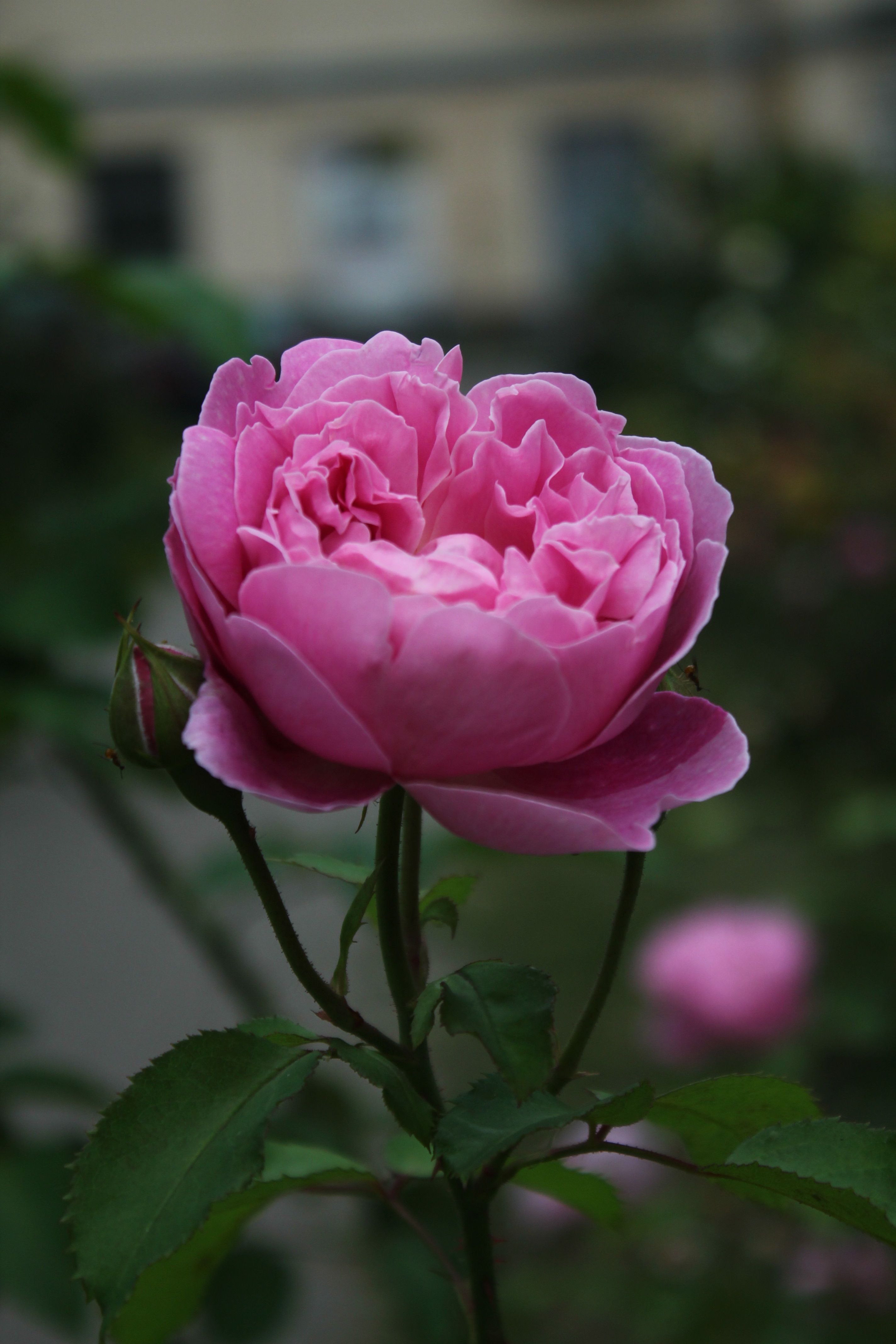A pink rose is blooming in the garden · Free Stock Photo