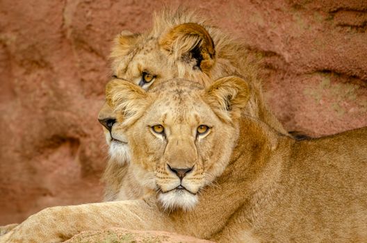 Two young lions resting, showcasing their majestic and regal gaze.
