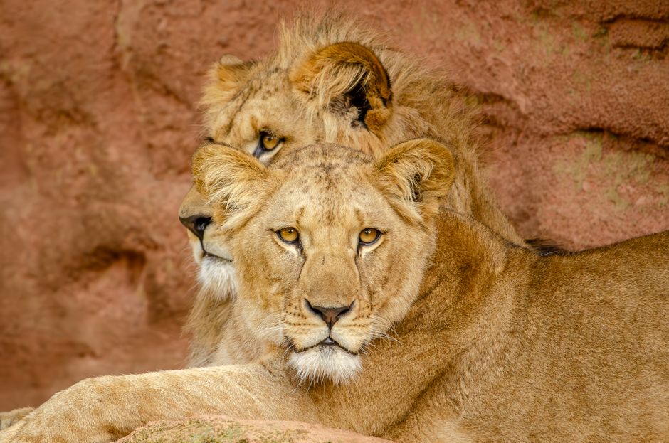 Two young lions resting, showcasing their majestic and regal gaze.