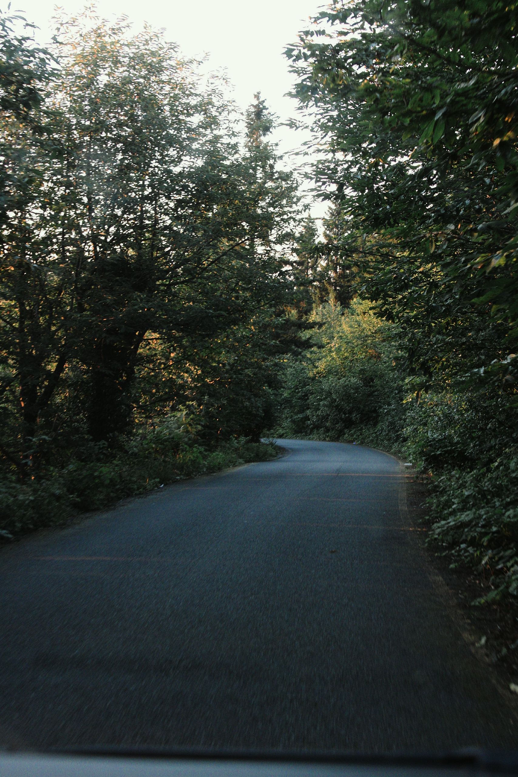 A road with trees on both sides of it · Free Stock Photo