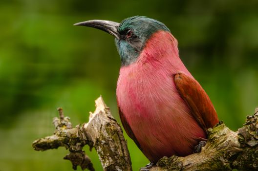 bird photo