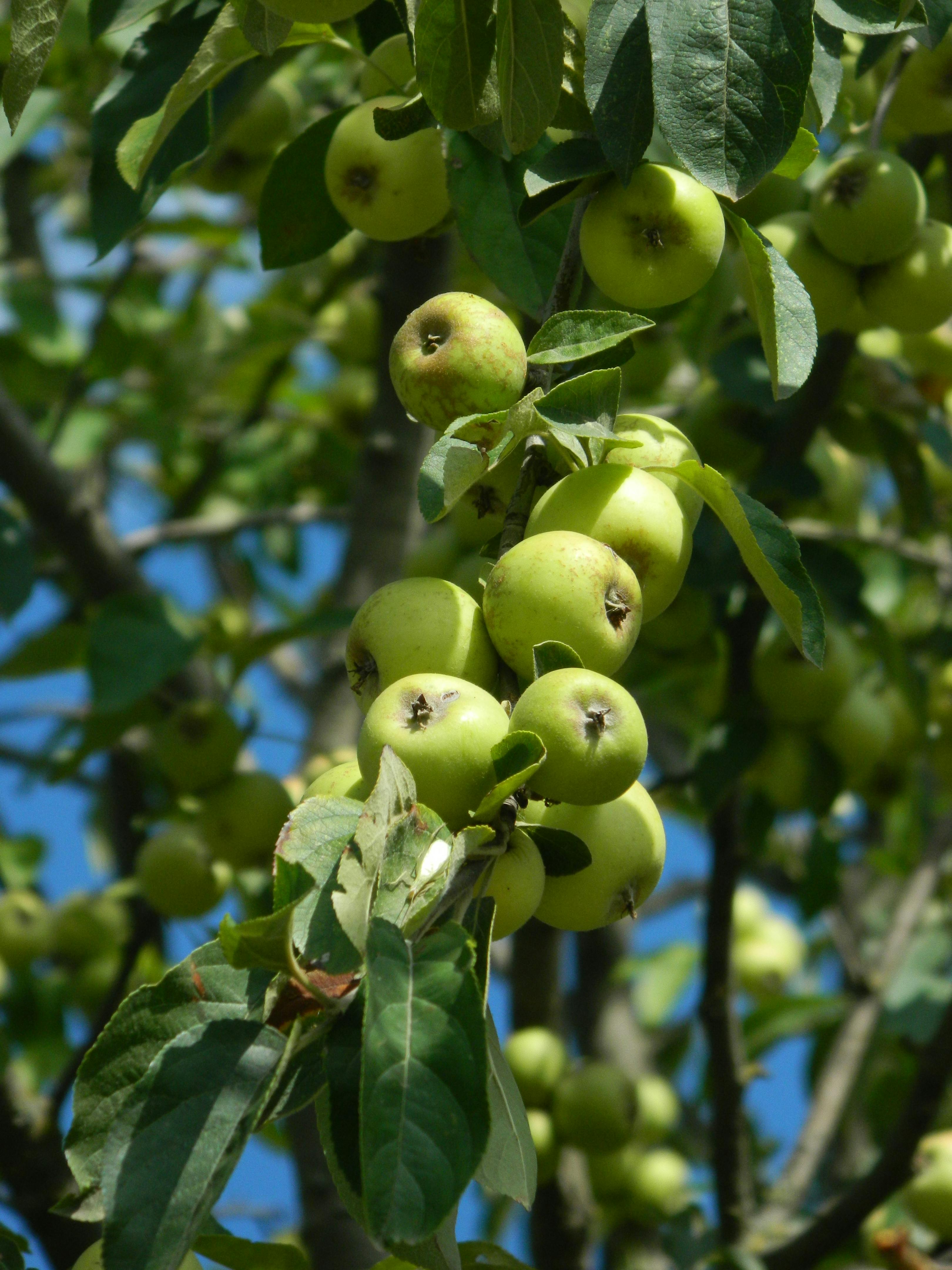 Cluster of unripe green apples hanging from a tree branch, highlighting growth in an outdoor orchard.