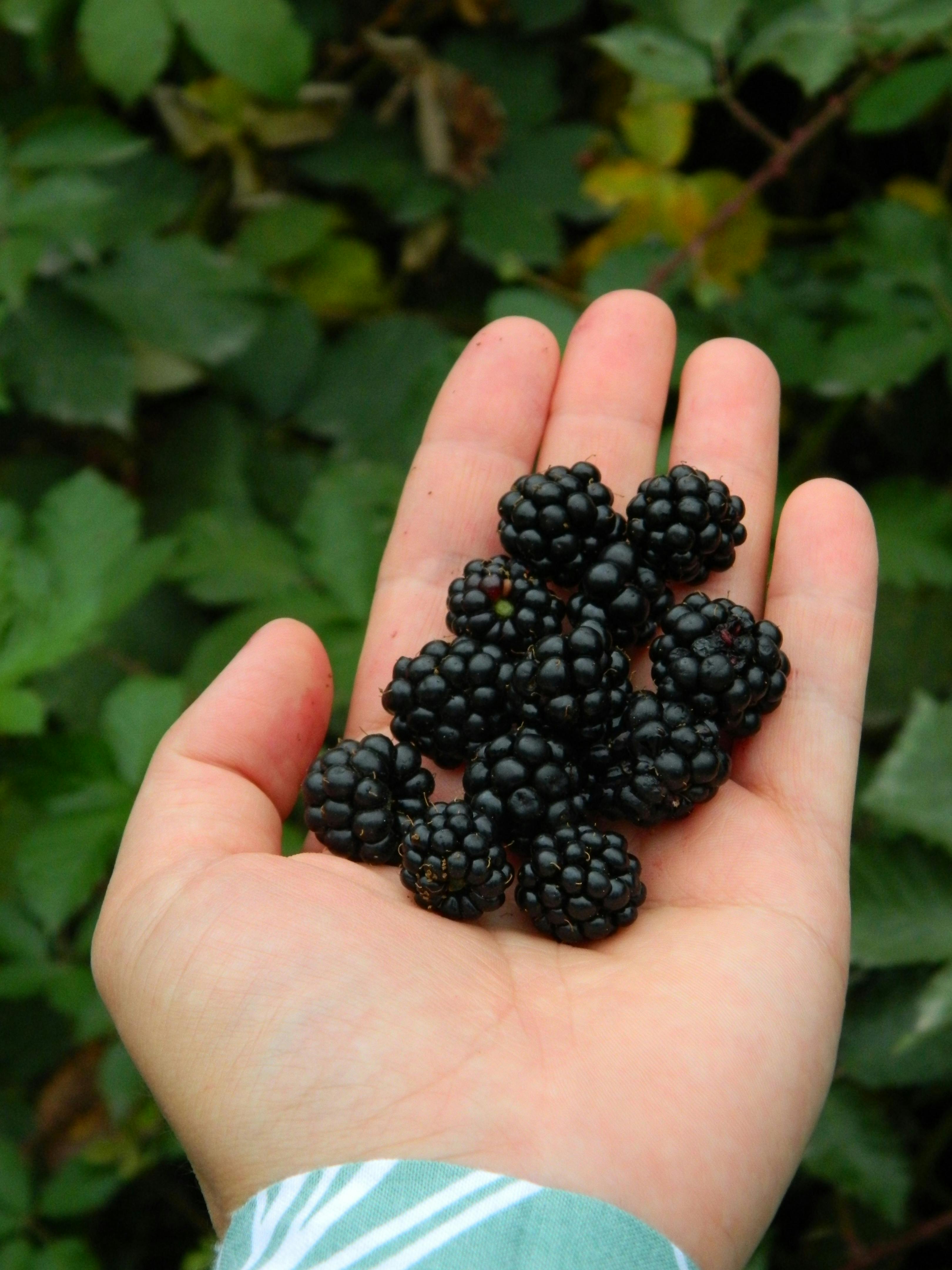 A hand holding freshly picked blackberries against a green foliage background.