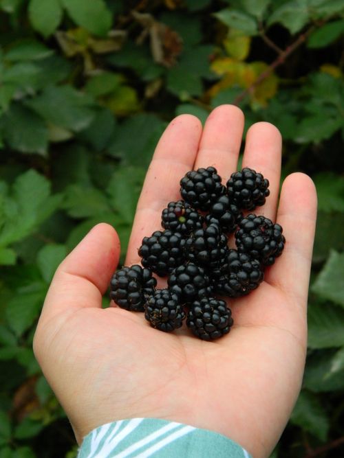 Free A hand holding freshly picked blackberries against a green foliage background. Stock Photo