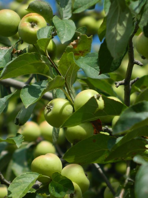 Free Close-up of green apples on a tree branch with vibrant leaves, symbolizing freshness and nature. Stock Photo