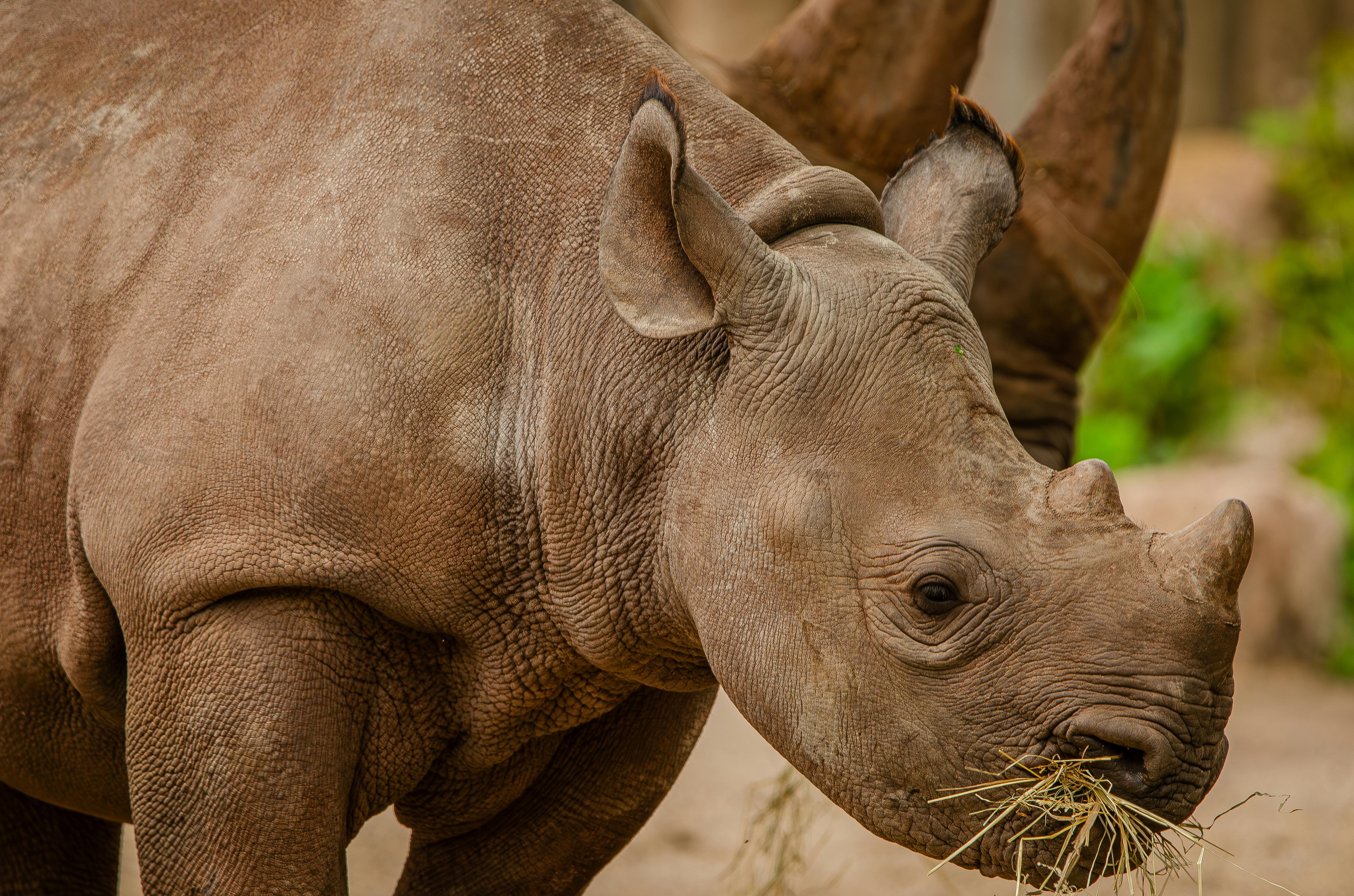 Gratuit Photos gratuites de afrique, amour des animaux, animal Photos