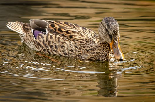 Ente beim Paddeln im ruhigen Wasser