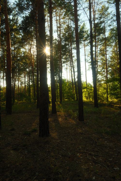 Free Tranquil forest scene with sunlight streaming through tall pine trees, creating a peaceful ambiance. Stock Photo
