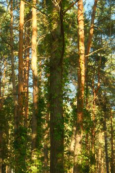 A serene forest scene with sunlight filtering through tall trees, capturing nature's beauty.