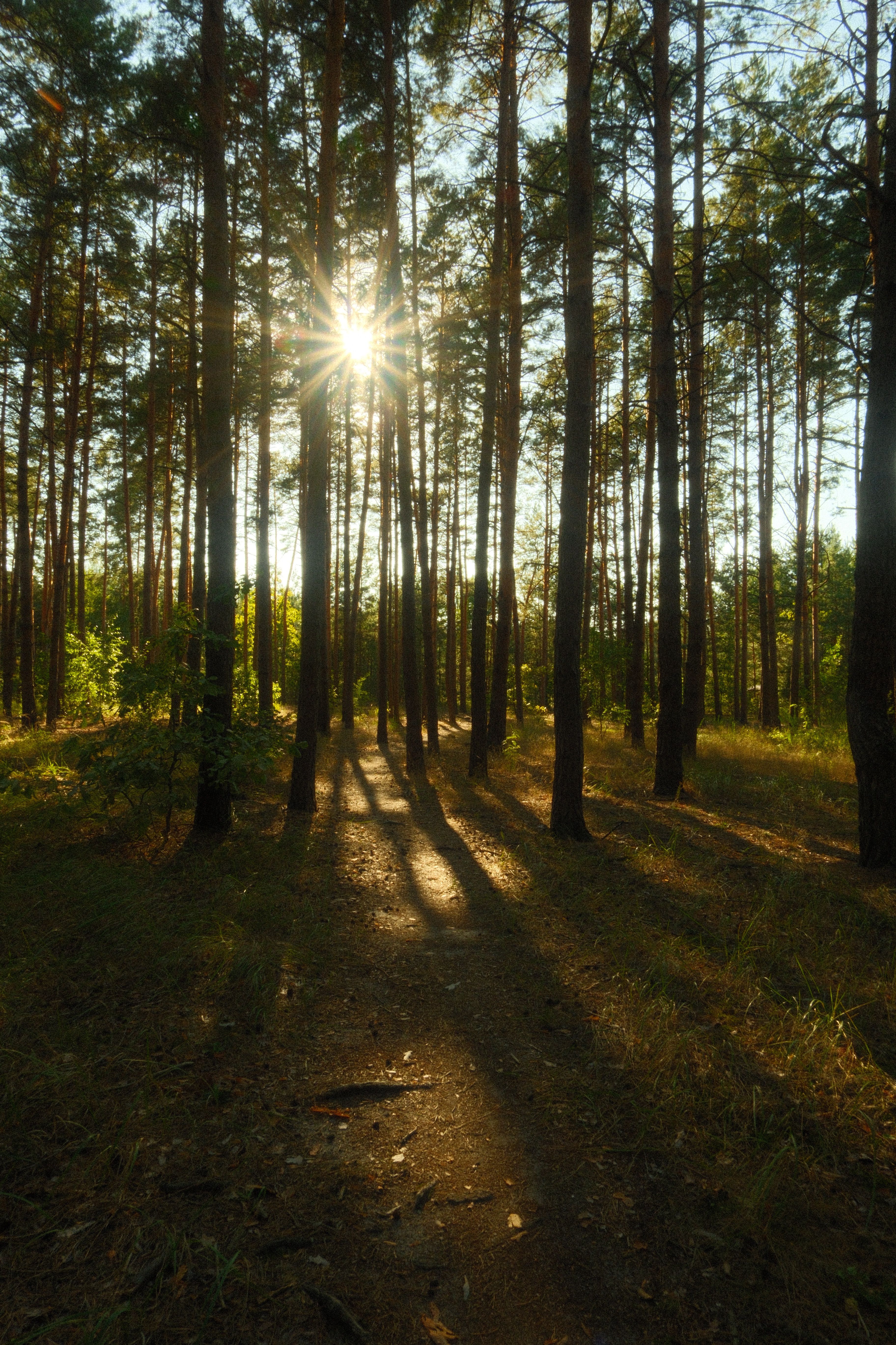 A healthy, well-spaced pine forest after fuels reduction