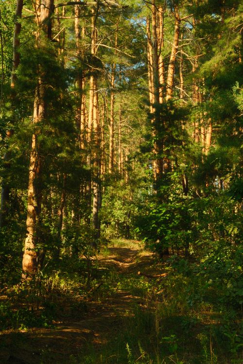 Free Explore a tranquil path surrounded by lush greenery and towering trees in a Ukrainian forest. Stock Photo