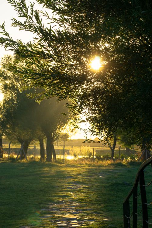 Free Peaceful sunset scene with a pathway through trees in Soysallı, Türkiye, capturing warm sun rays. Stock Photo