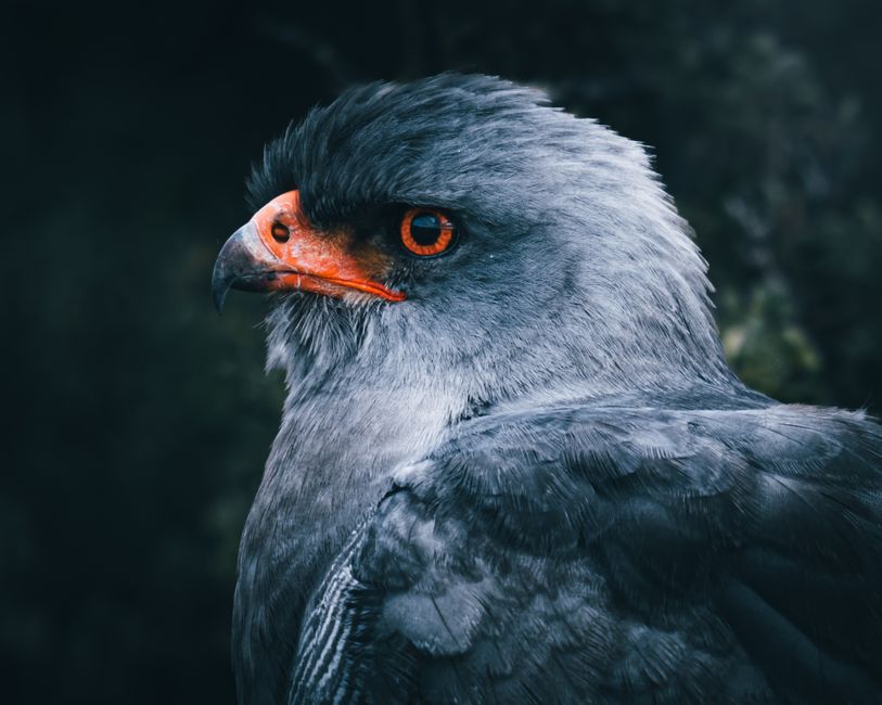 Close-up of a Dark Chanting Goshawk showcasing its vibrant orange beak and intense gaze.