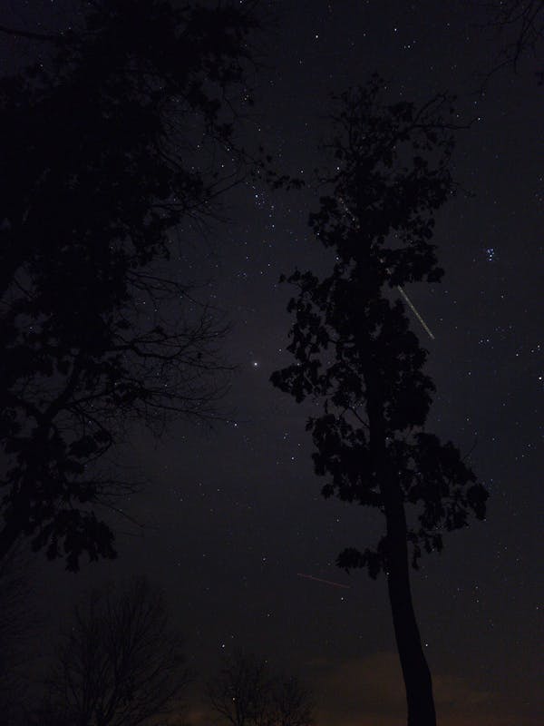 Звёздное небо и космос в картинках - Страница 10 Free-photo-of-silhouetted-trees-under-a-starry-night-sky