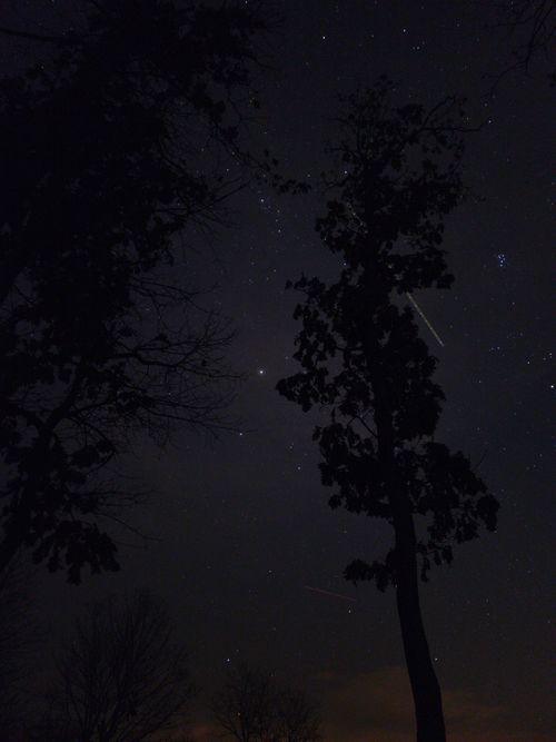 Free Silhouetted trees under a star-filled night sky. Stock Photo