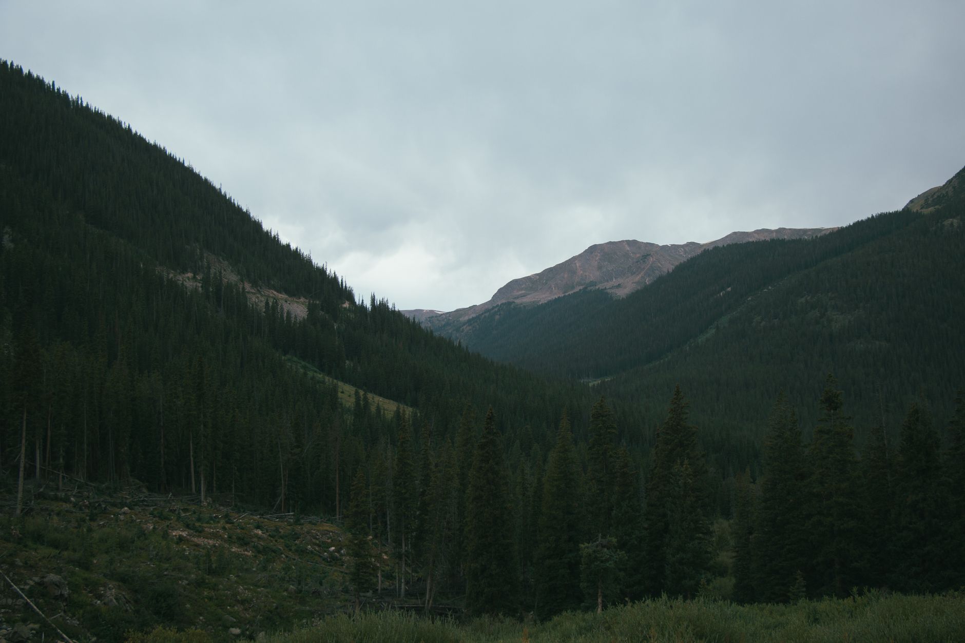 Peaceful mountain valley with a dense conifer forest under an overcast sky, perfect for nature enthusiasts.