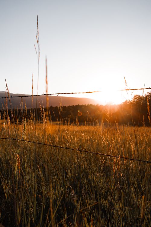 Free A serene landscape of a grassy field at sunset, with barbed wire and distant trees. Stock Photo