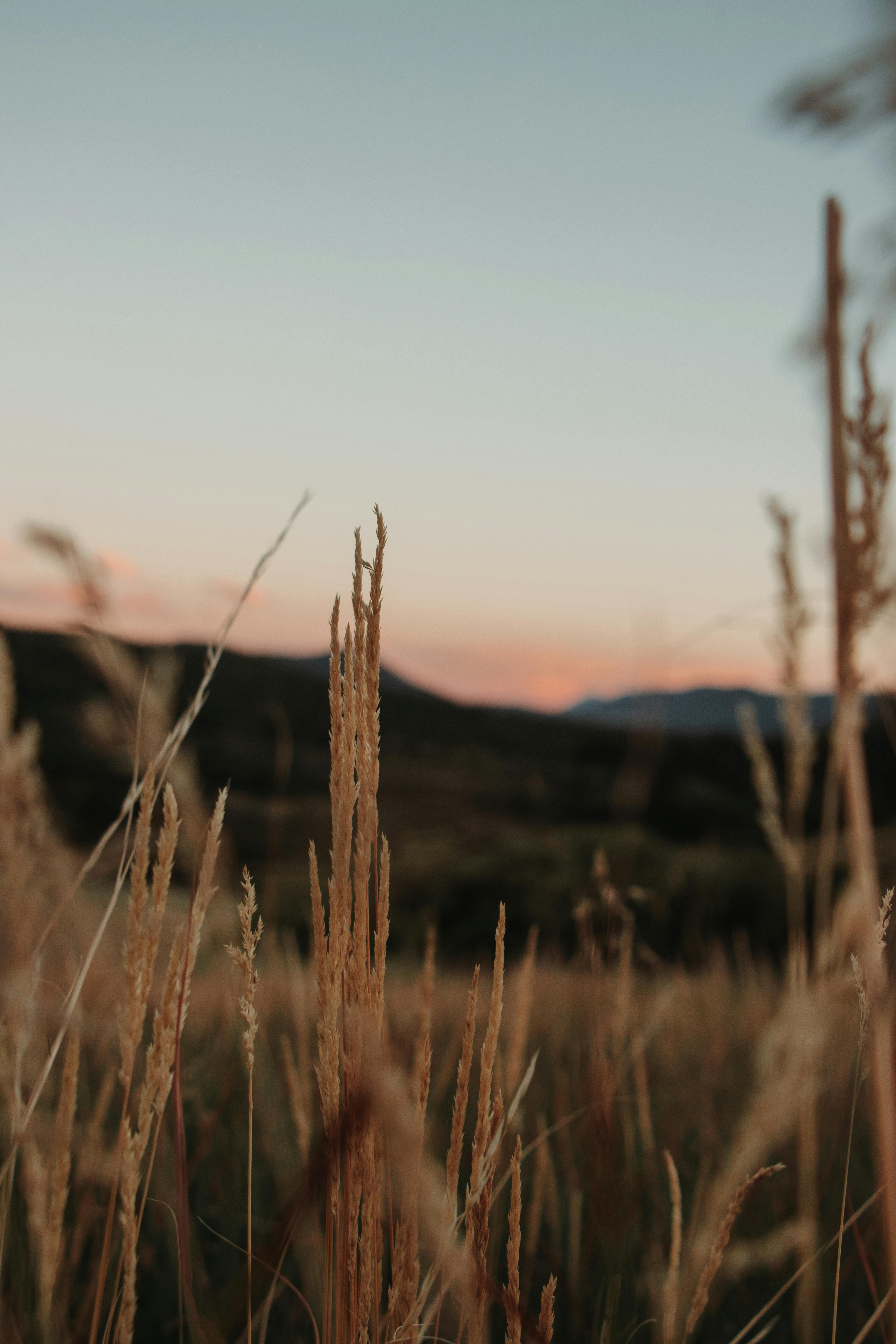 a sunset over tall grass in the mountains