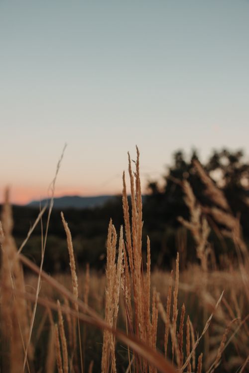 Free Golden wheat field during sunset, capturing the serene rural landscape and warm tones of nature. Stock Photo