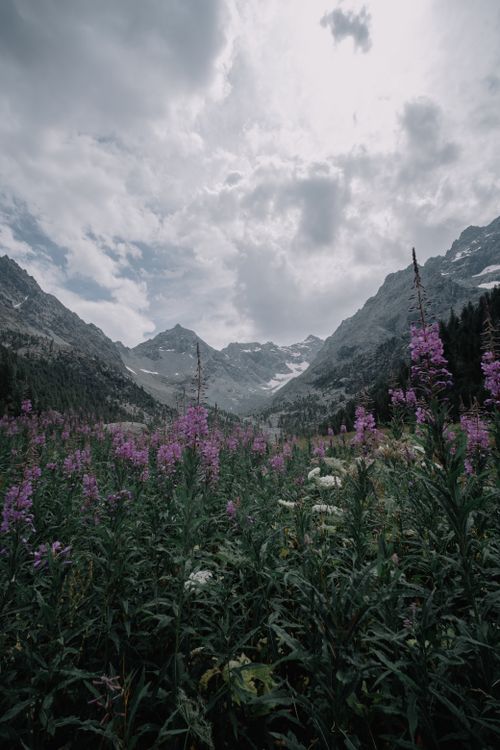 Free Scenic view of a lush alpine meadow with wildflowers against a backdrop of towering mountains. Stock Photo