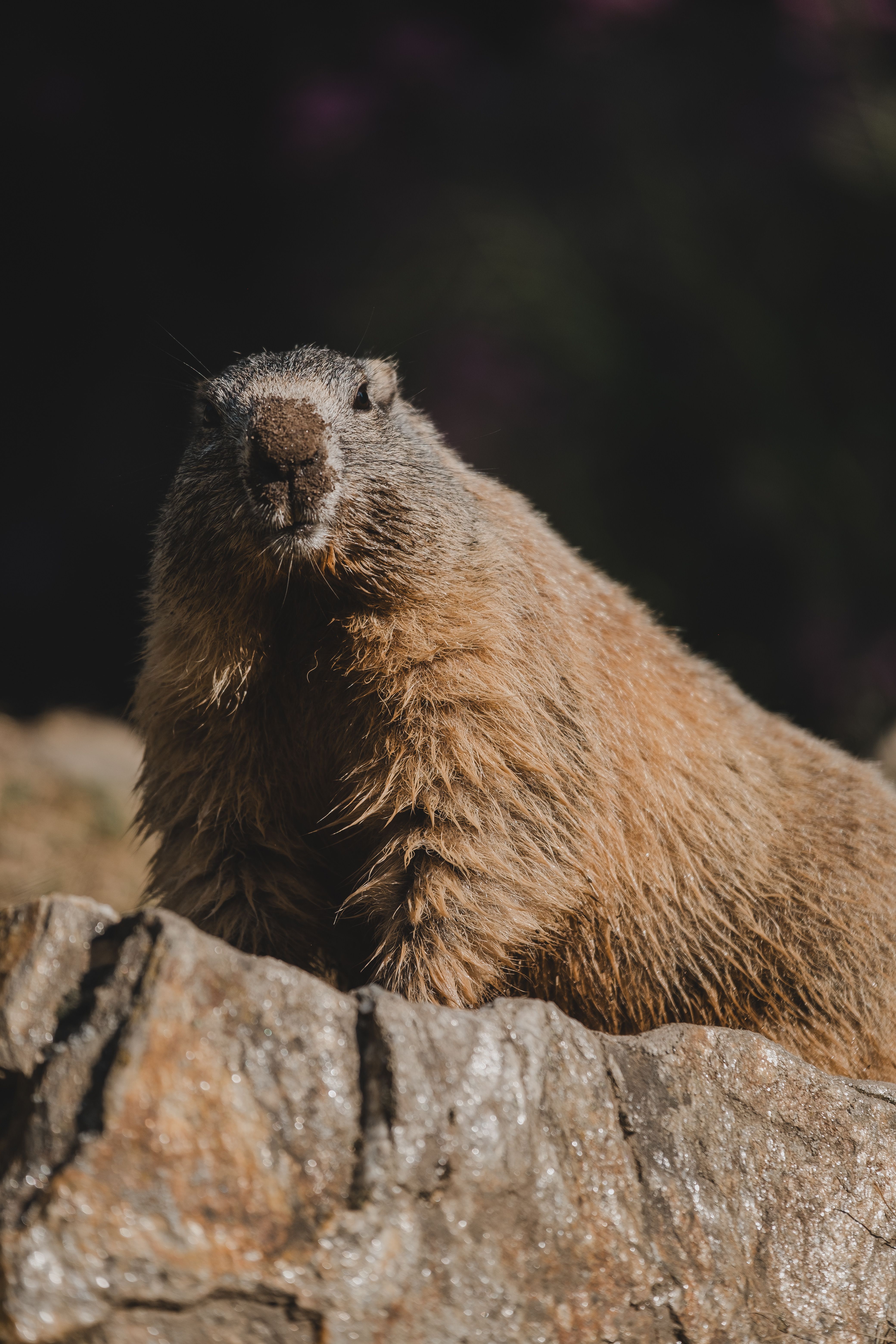 Marmotte