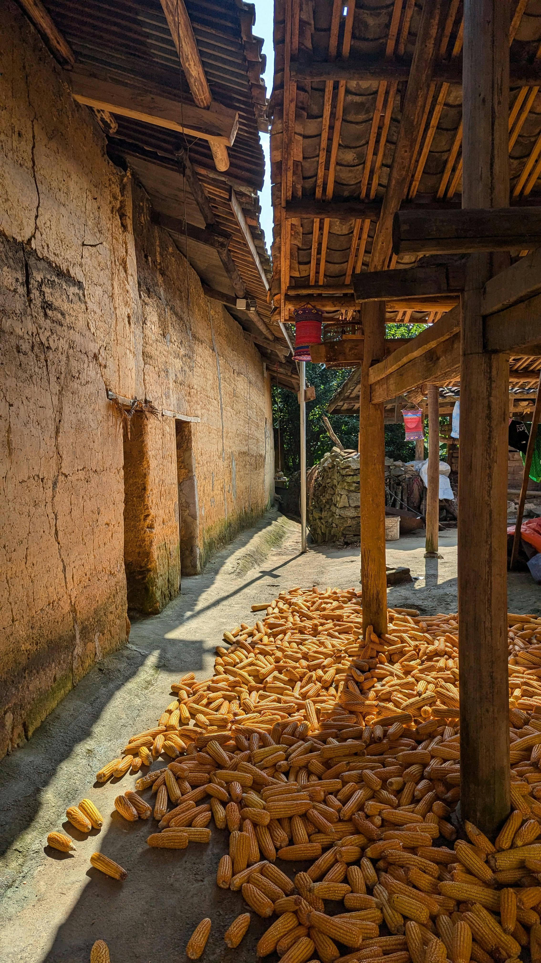 free-photo-of-corn-on-the-cob-in-a-village.jpeg?auto\u003dcompress\u0026cs\u003dtinysrgb\u0026dpr\u003d1\u0026w\u003d500