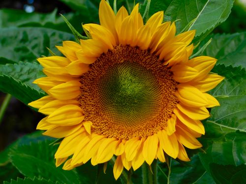 Free Close-up of a vibrant sunflower in an Edmonton garden, showcasing nature's beauty and summer colors. Stock Photo