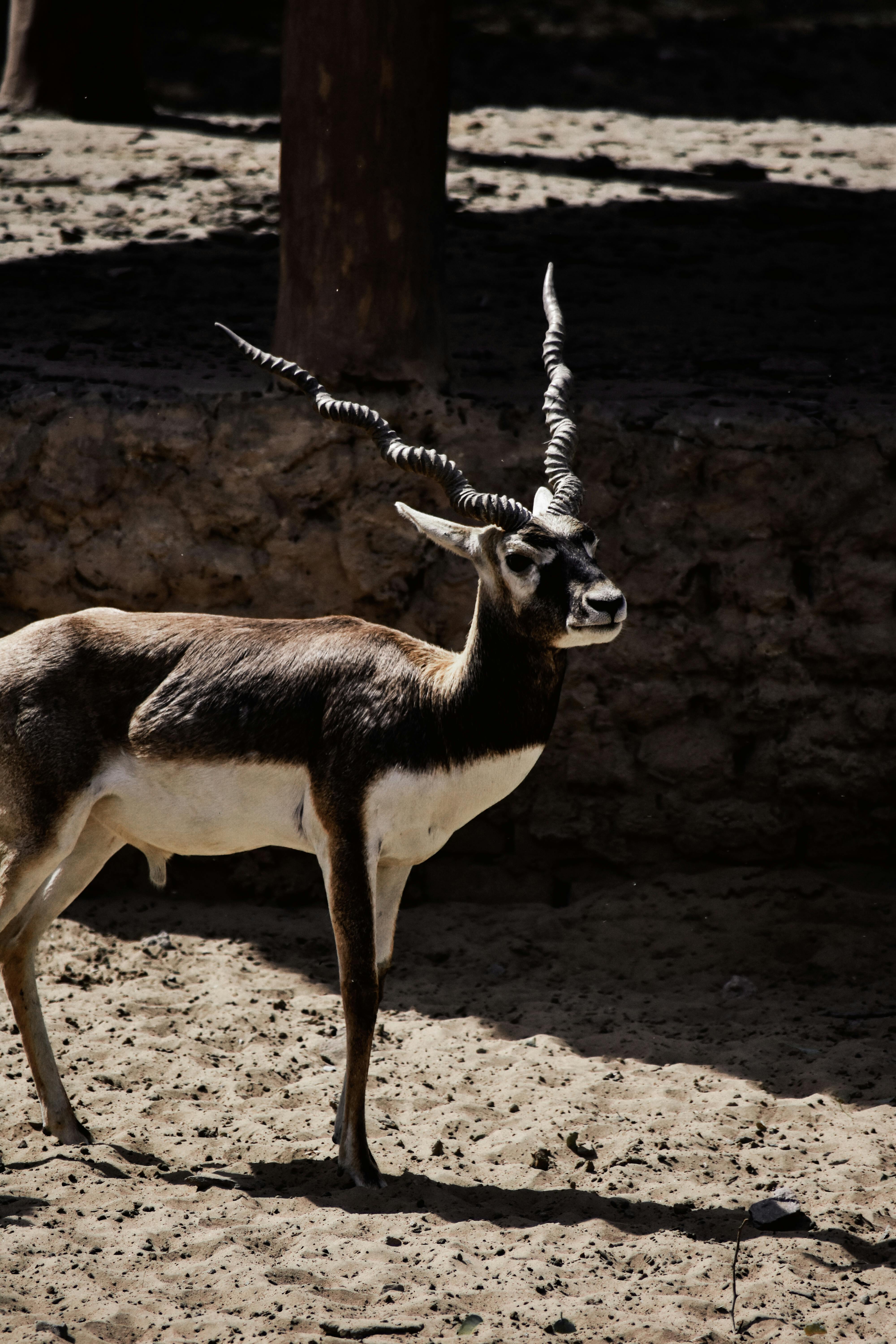 Gratuit Photos gratuites de animal, antilope, antilope cervicapra Photos