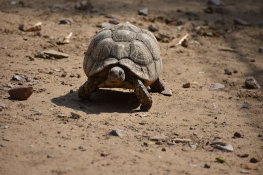 Close-up of a tortoise in its natural habitat, on a sunny day outdoors.