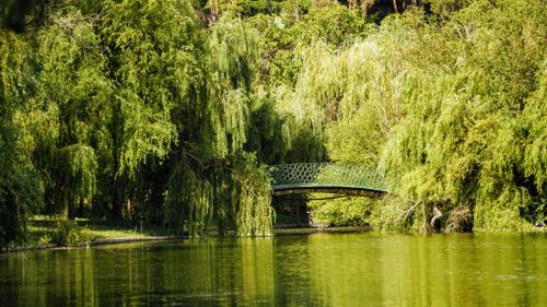 Free Serene landscape of a willow-lined pond featuring a decorative iron bridge amidst lush greenery. Stock Photo