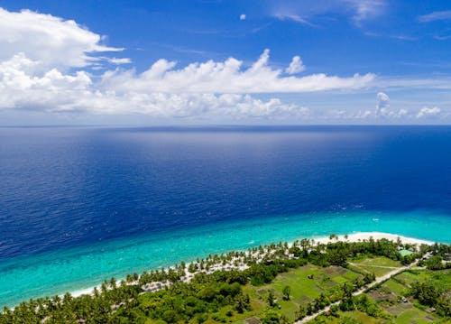 Aerial View of Green Trees