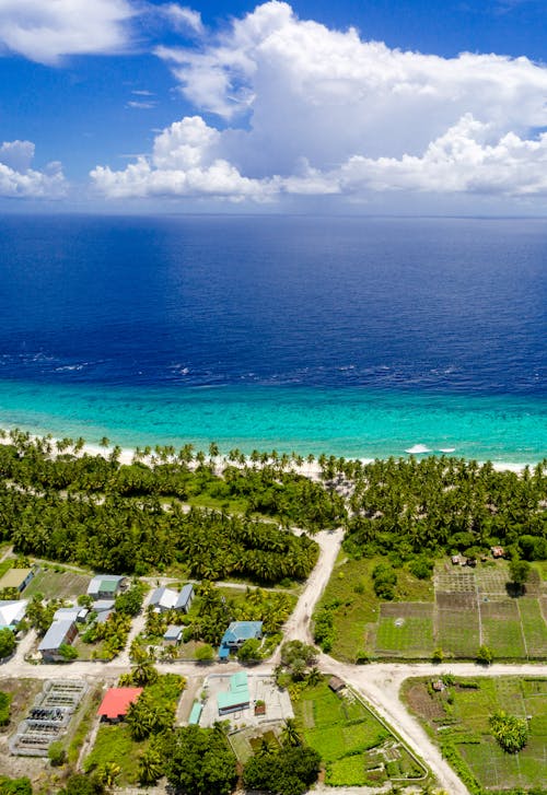 Aerial Photography of Trees on Shore