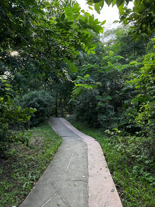 Tree Walk Path Serene Tree-lined Pathway in Lush Forest · Free Stock Photo