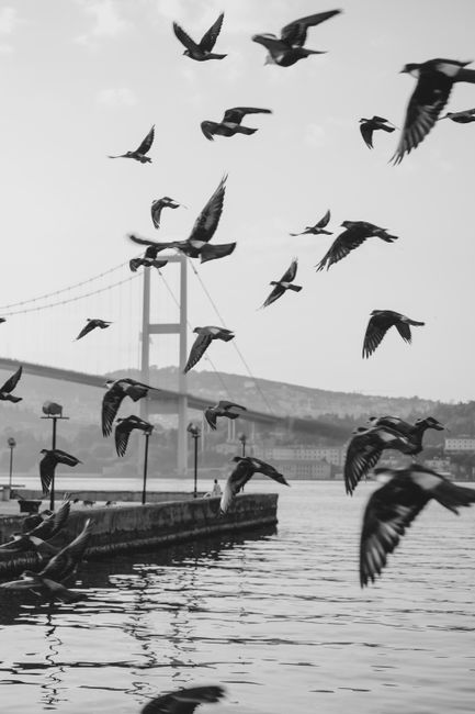 A dynamic black and white photo of birds flying over water near a suspension bridge.
