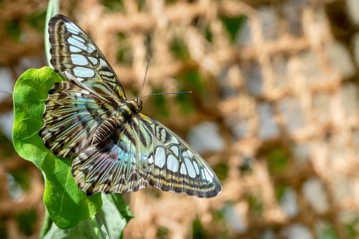 Beautiful Clipper butterfly on a green leaf in a garden setting.