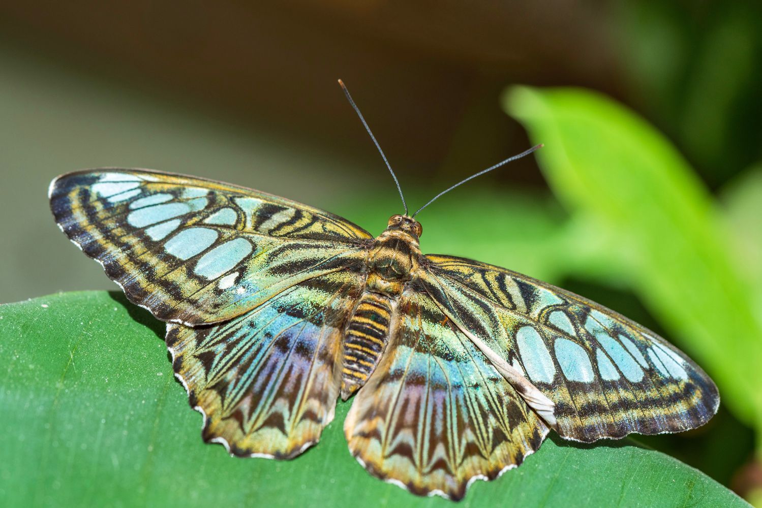 butterflies-of-the-world-photos-download-the-best-free-butterflies-of
