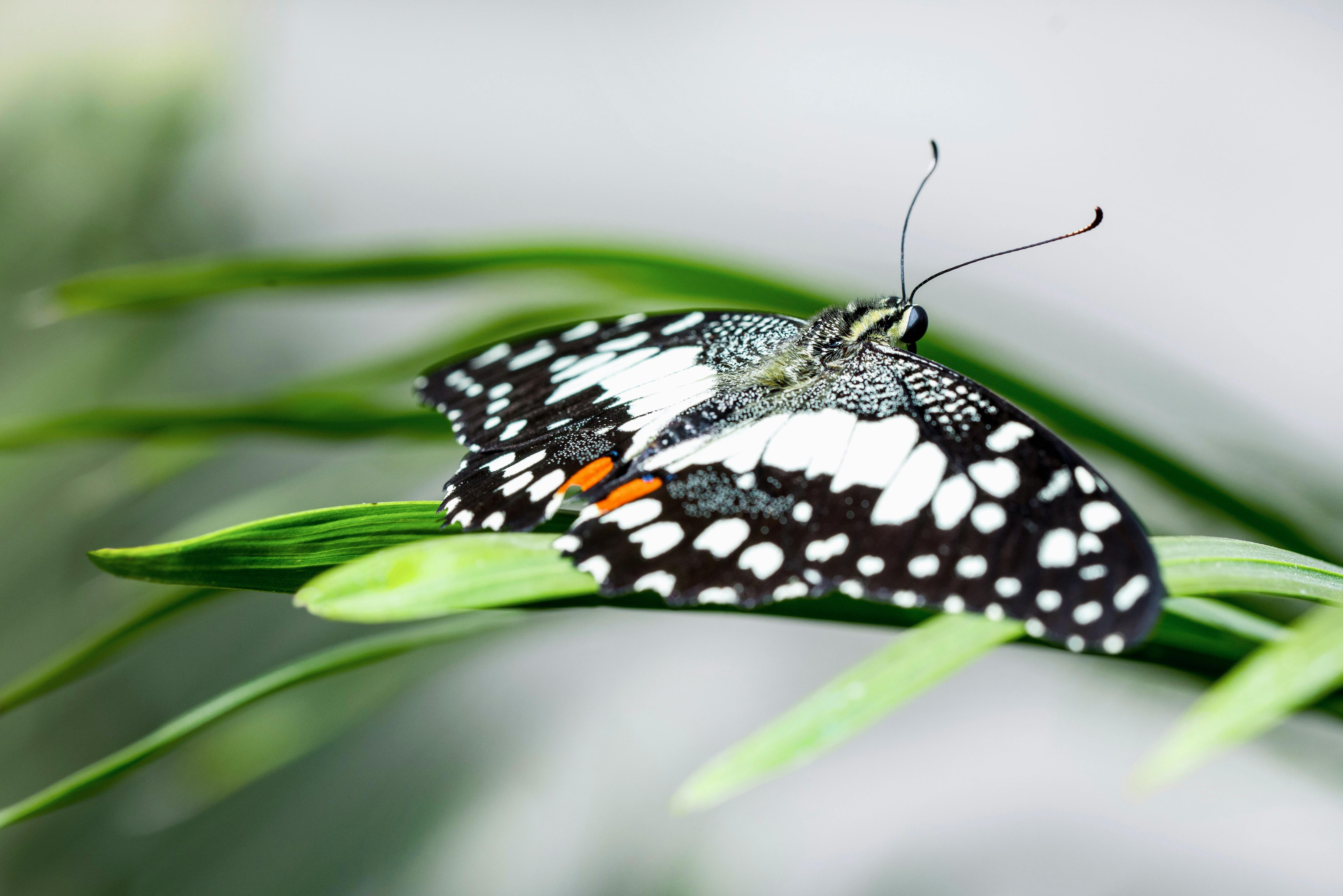 A butterfly sitting on a green leaf with white and black spots