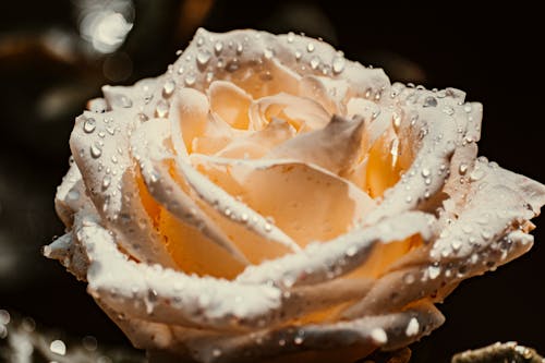 White Rose With Water Droplets